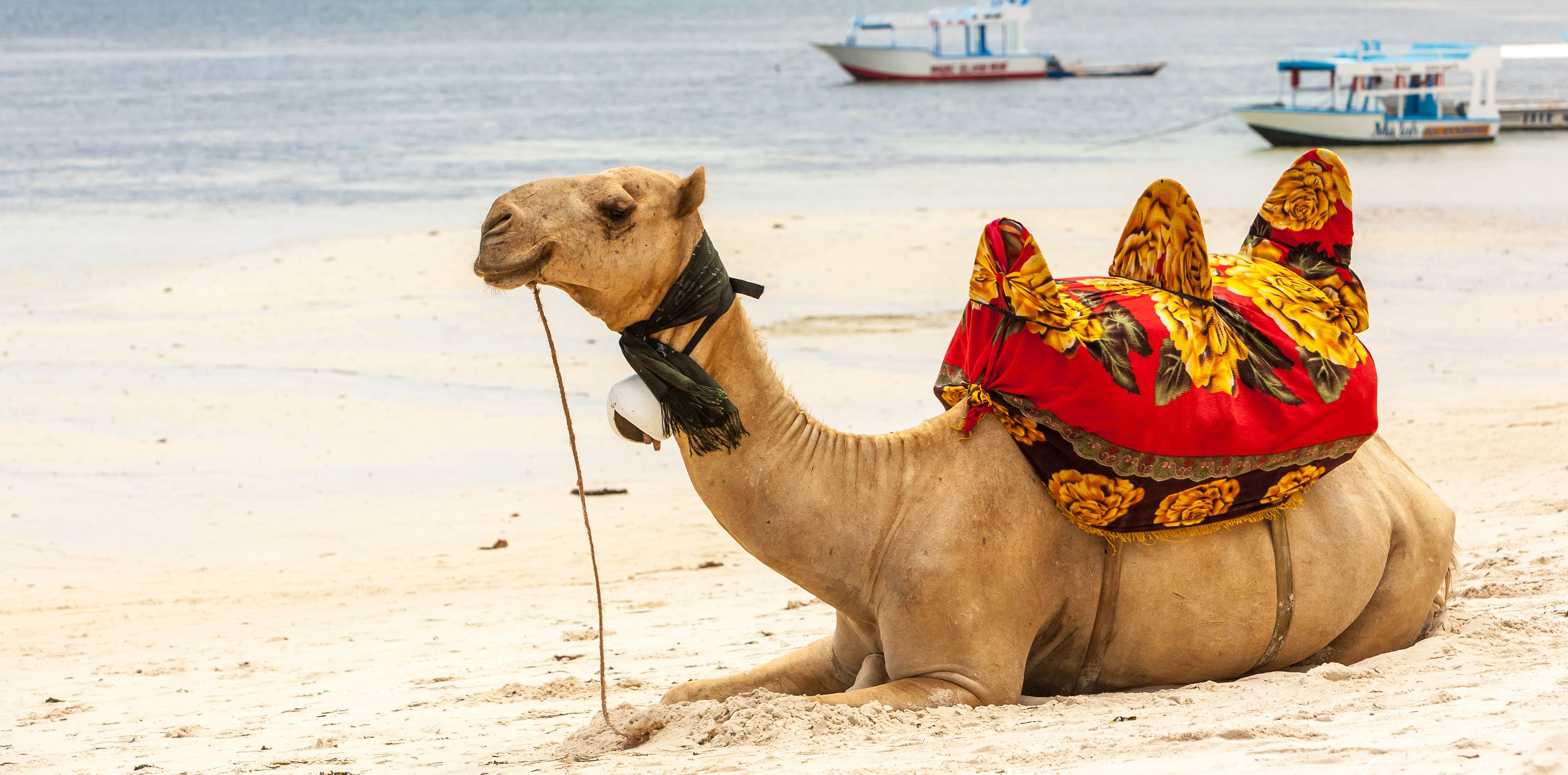 Rural India Vacations Logo